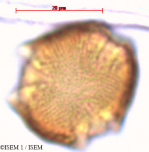 ISEM 1/Prunus_integrifolia_29451/Prunus_integrifolia_29451_0001(copy)_thumb.jpg